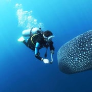 Cebu: Oslob Whaleshark Scuba Diving & Sumilon Sanctuary Cebu: Oslob Whaleshark Scuba Diving & Sumilon Sanctuary