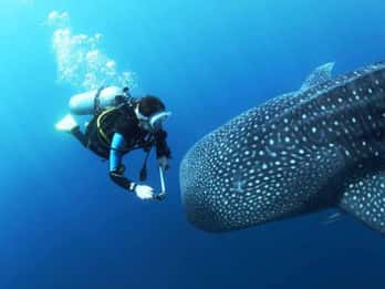Oslob Cebu: Whaleshark Scuba Diving & Sumilon Sanctuary