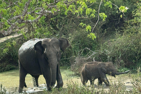 From Kandy: Sigiriya Rock, Dambulla Cave & Safari Day Tour