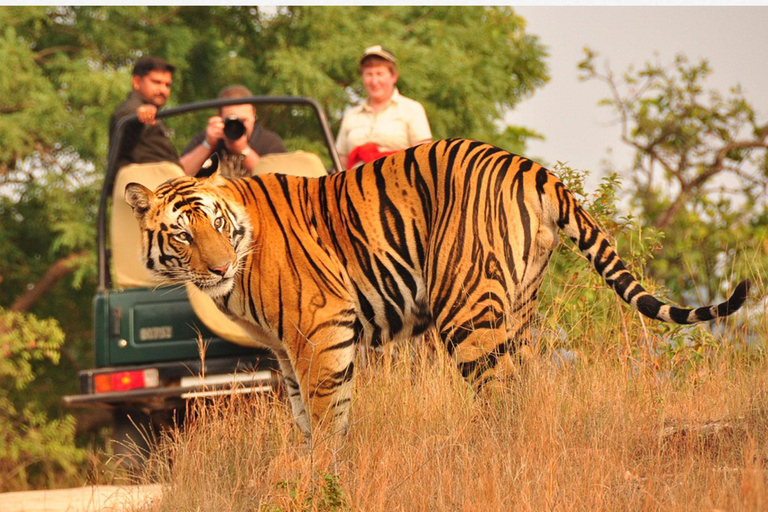 From Delhi: 6 Days Delhi, Agra, Jaipur and Ranthambore Tour Private Tour with Car + Driver + Guide + Tiger Safari