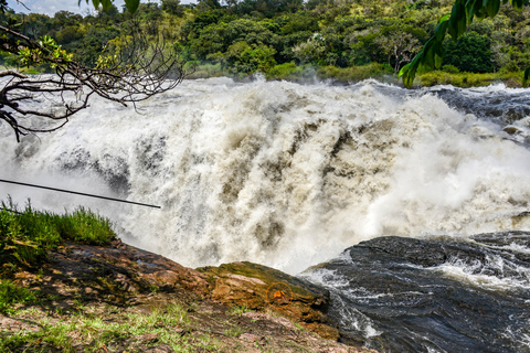 Uganda 10-dniowe safari wśród dzikich zwierząt i naczelnych.