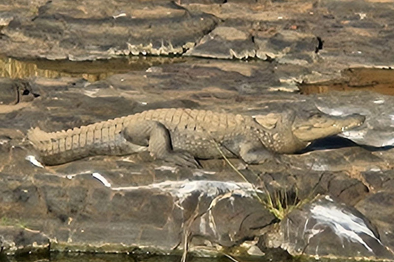8-Day Golden Triangle Tour With Ranthambore & Jhalana Safari Tour With 3-Star Hotel Recommendation