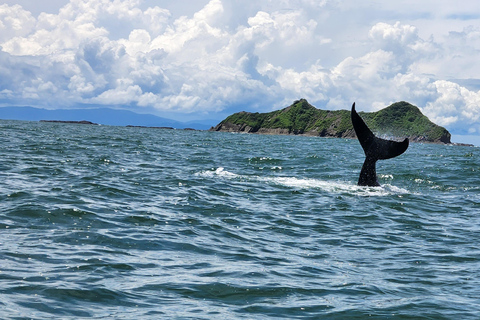 Uvita: Whale Watching Tour in Marino Ballena National Park