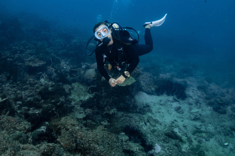 From Phi Phi: Half-Day Trip for Certified Divers (2 Dives) Afternoon Diving for Certified Divers (2 Dives)