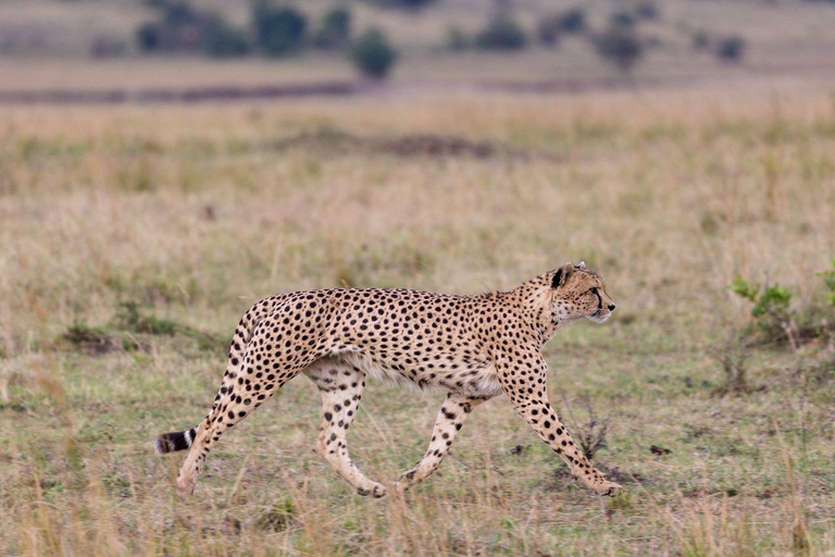 Demi-journée au parc national de Nairobi avec prise en charge gratuite