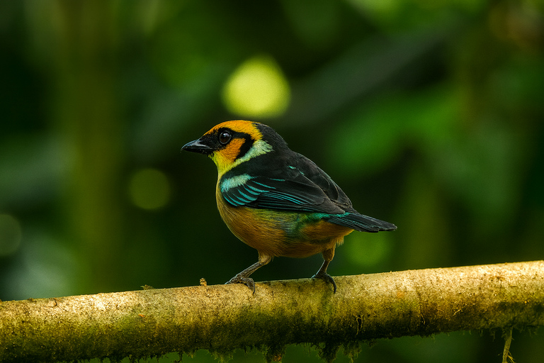 From Quito: 2-Day Mindo Cloud Forest Birdwatching Tour