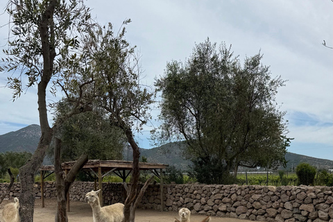 Vineyard, Valparaiso, Horseback Riding, Sea L &amp; BBQ Day Trip