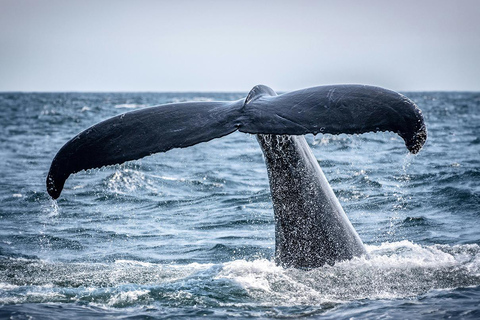Mafia Island: Humpback Whale Watching Tour