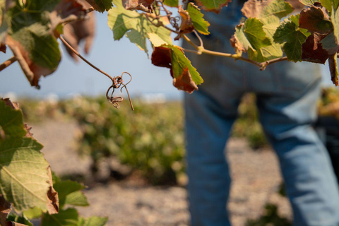 Santorini: Private Wine Tasting at Pagonis Estate Santorini Wine Tasting A Unique Experience of 10