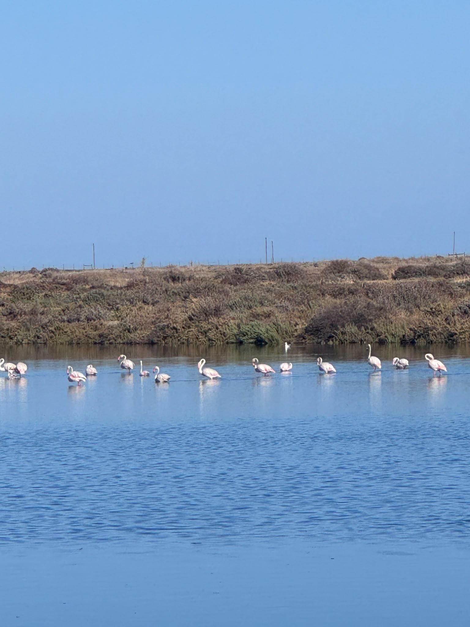 Flamingo-Wanderweg: Geheimnisse und Salinen von Fuseta