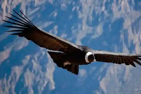|| Desde Arequipa: Excursión de 2 días al Cañón del Colca + Hotel