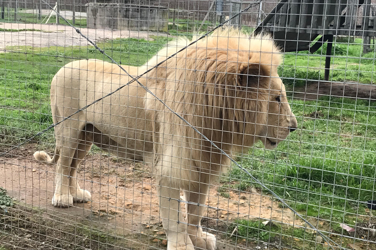 Cheetah, Giraffes Encounter, lion's park, and Wine Tasting