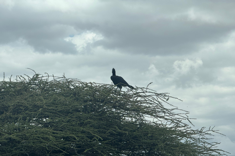 Addis Ababa: 14-Day National Parks and Wildlife Tour