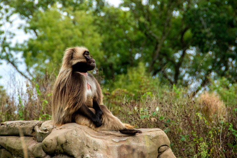 Ethiopia: 21 - Day North and South Tour with guide