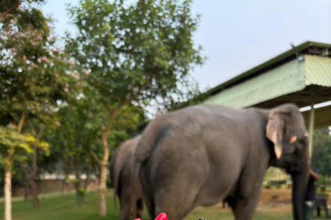 Adventures Wildlife Safari Tour with Golden Triangle 7Days Adventures Wildlife Safari Tour with Golden Triangle 7Days