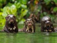 タンボパタから、アマゾンジャングルハイキング、レイクサンドバル1日 - Housity