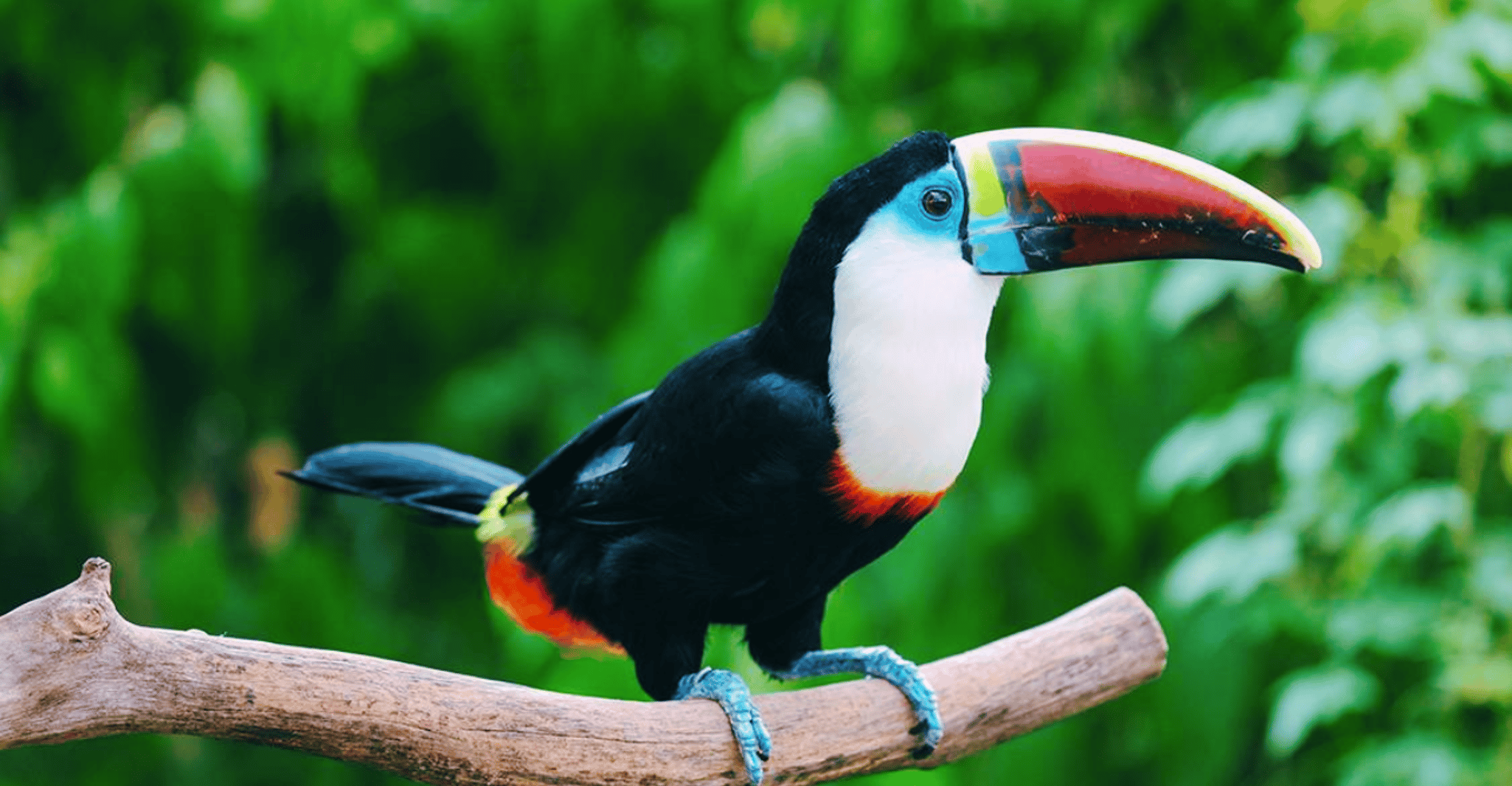 Shanghai: Wild Animal Park Ticket photo 6