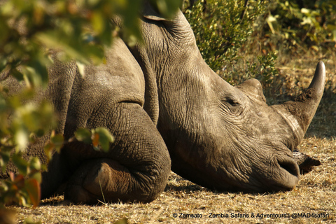 Livingstone: Mosi-oa-Tunya National Park Rhino Tracking Tour