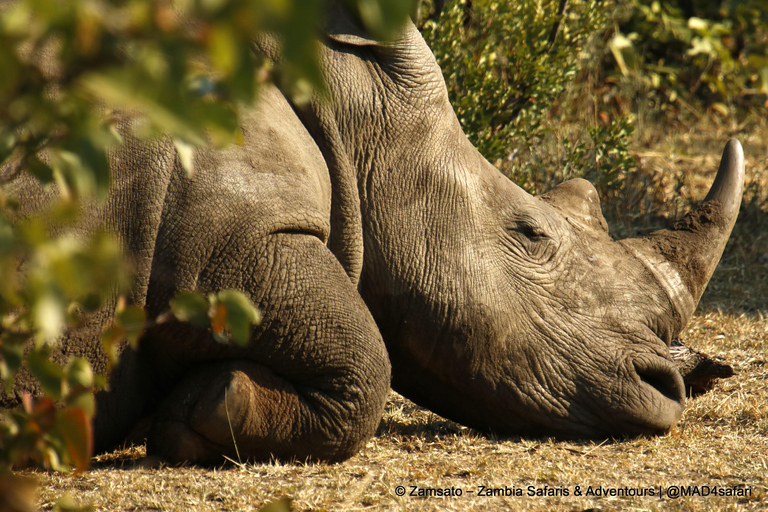 Livingstone: Mosi-oa-Tunya National Park Rhino Tracking Tour