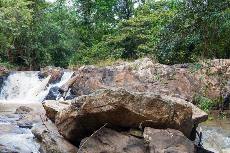 Kakamega Bos: Vogelsafari