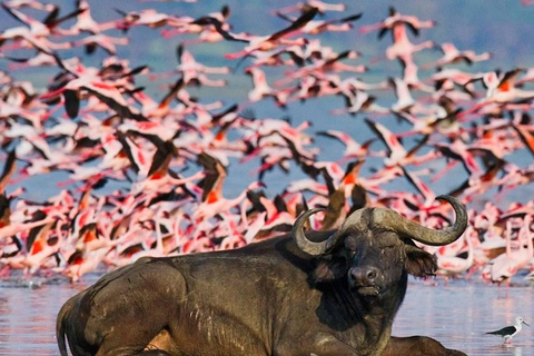 Excursão de um dia ao Parque Nacional Nakuru e ao Lago Naivasha