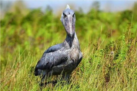 5-Day Lake Victoria Islands & Buganda Heritage Tour