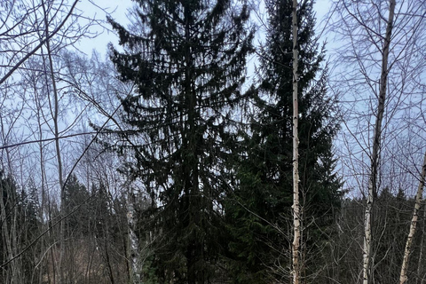 Riga: Excursión con huskies por el Sendero Natural