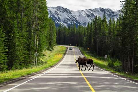 Morning Wildlife Viewing Tour - Banff/Canmore Pick-up Banff Morning Safari Drive