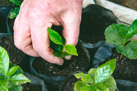 Medellin: Coffee Experience and Workshop