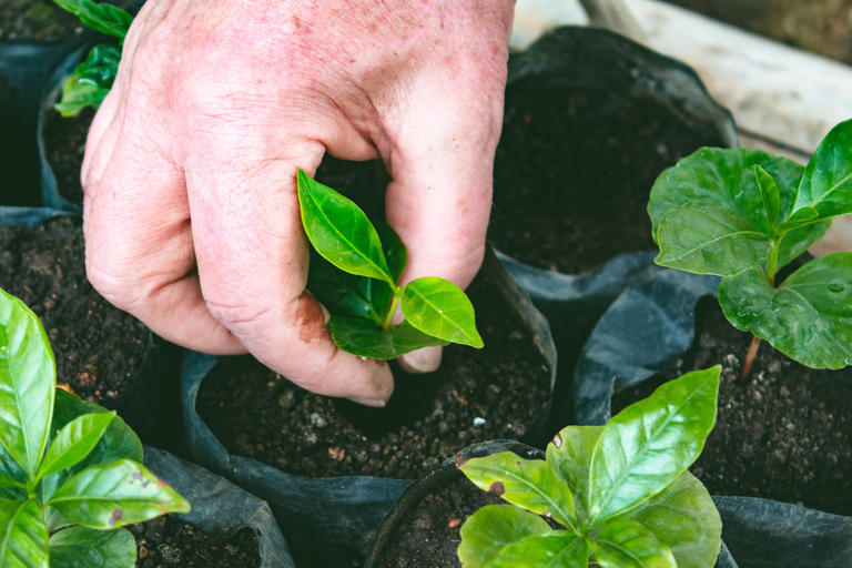Medellin: Coffee Experience and Workshop