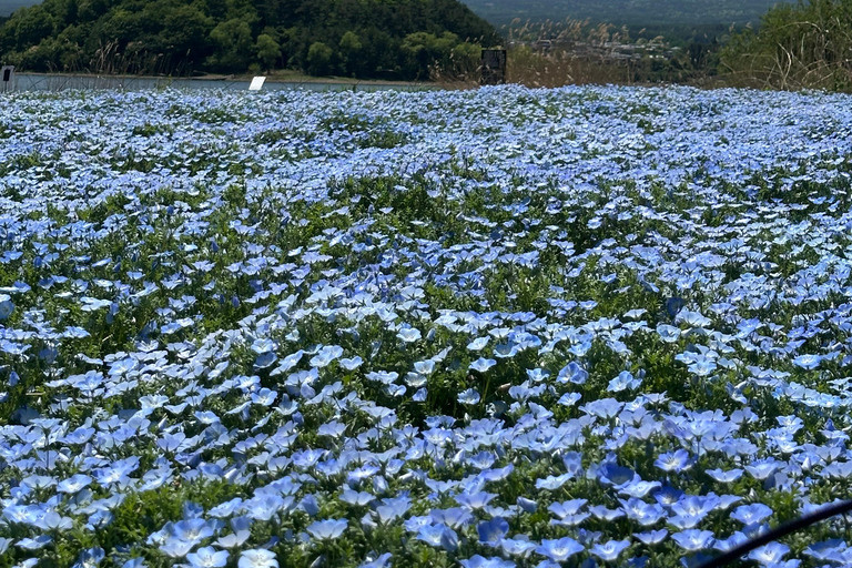 From Tokyo: Mount Fuji Full Day Customizable Private Tour LUXURY LAND CRUISER