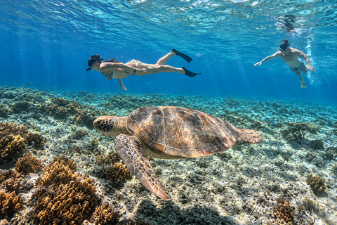 From Gili Air: Snorkelling Trip with Turtles, Statue & GoPro From Gili Air: Shared Snorkeling with Turtles, Statue &GoPro