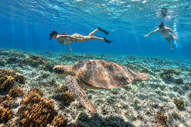 From Gili Air: Snorkelling Trip with Turtles, Statue & GoPro From Gili Air: Shared Snorkeling with Turtles, Statue &GoPro