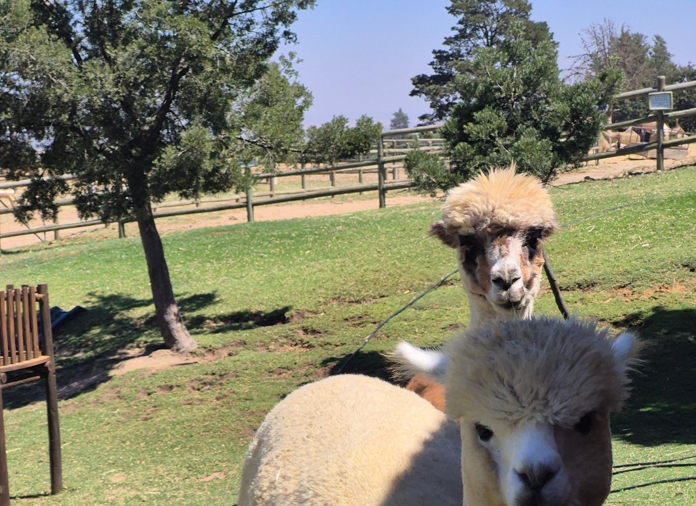Vineyard Tour: Vin- og ostesmagning og vandretur i Franschhoek