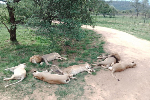 Johannesburg: Cradle of Humankind, Lion Park & Lesedi Tour