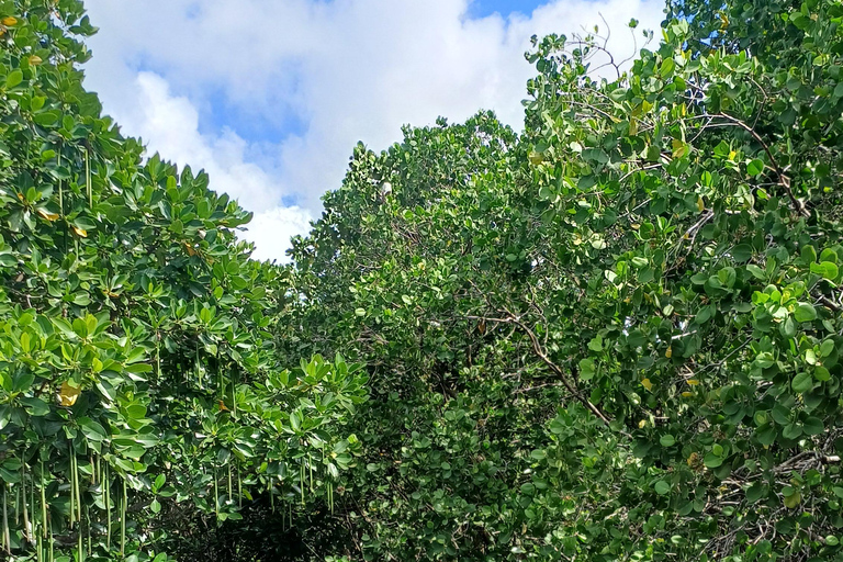 UZI ISLAND MANGROVE CONSAVATION WITH KAYAK TOUR PRIVATE TOUR WITH TRANSFER INCLUDED