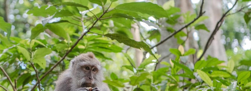 Ubud : forêt des singes, rizières, temples aquatiques, cascades