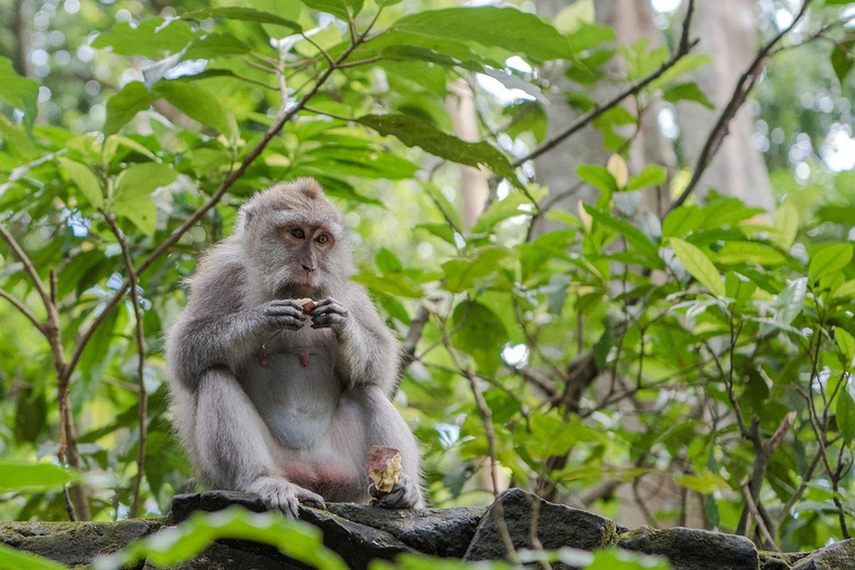 Ubud:Foresta delle scimmie, terrazze di riso, templi d&#039;acqua e cascate