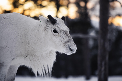 Arctic Highlights: Dogsledding & Reindeer Feeding Combo