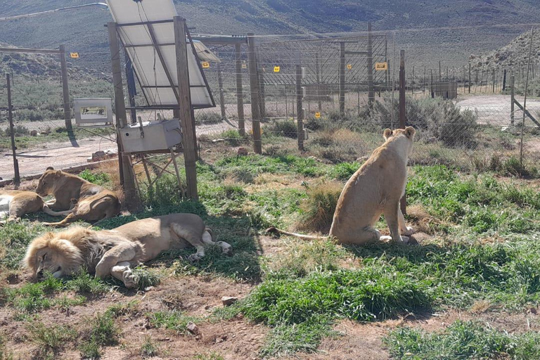 Kaapstad: Aquila big five safari met vervoer &amp; lunch