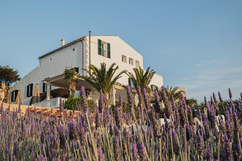 Menorca: Olive Oil Experience in Binissaida with Guided Tasting