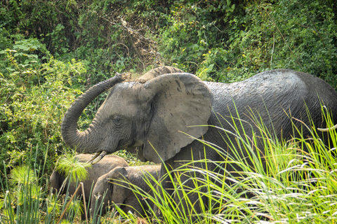 Uganda: 12-dniowe luksusowe safari z trekkingiem goryli