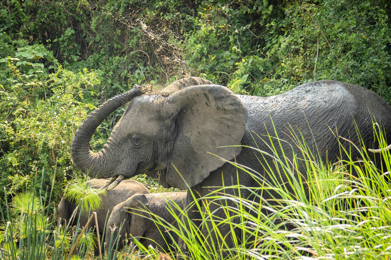 Uganda: 12-dniowe luksusowe safari z trekkingiem goryli