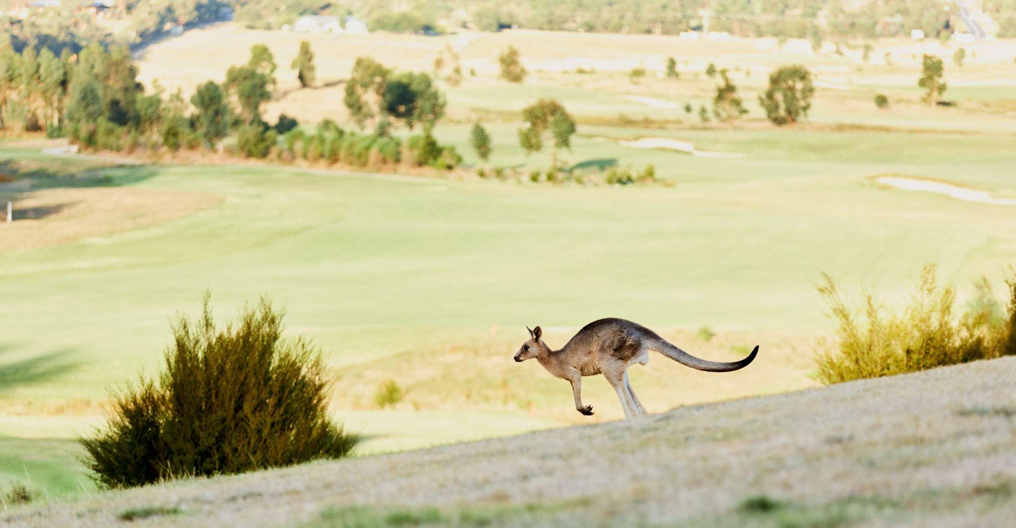 From Melbourne: Yarra Valley Chandon Cheese & Kangaroos Tour photo 4