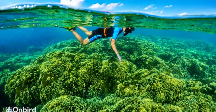 4 îles et 2 récifs en hors-bord, avec snorkeling