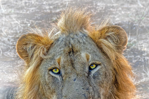 阿鲁沙：塔兰吉雷热气球狩猎与陆地巡游一日游阿鲁沙：塔兰吉雷热气球Safari与野生动物巡游一日游