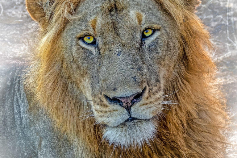 Arusha: Safári de Balão e Safári em Veículo em Tarangire - Viagem de 1 DiaArusha: Safári de balão em Tarangire e viagem de 1 dia