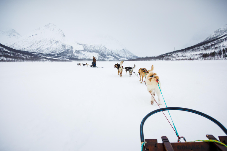 Tromsø: Husky Sledding Adventure with Soup & Transfers