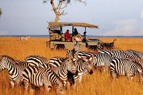 Half Day Tala Game Reserve & Natal Lion Park from Durban