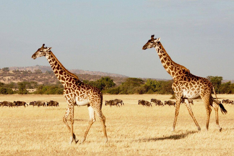 Le safari de luxe ultime en Tanzanie (circuit tout compris)